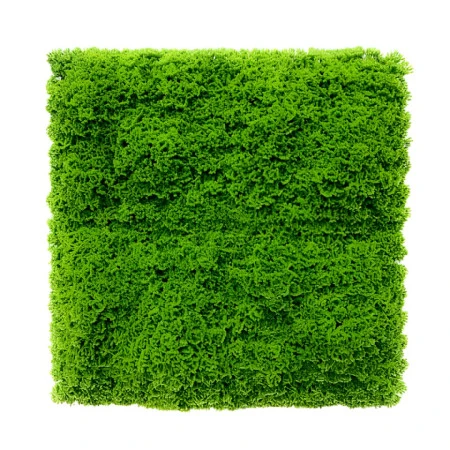 Perete vegetal artificial mușchi GW7002 - 100 x 100 cm