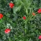 Perete verde artificial Dianthus GW6121 - 100 x 100 cm