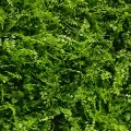 Perete verdeță artificială ferigă Asplenium 100 x 100 cm GW6117