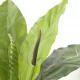 Anthurium artificial Jungle King, 130 cm, latime 100 cm, trunchi fibra de sticla Anthurium artificial Jungle King, 130 cm, latime 100 cm, trunchi fibra de sticla