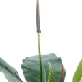 Anthurium artificial Jungle King, 130 cm, latime 100 cm, trunchi fibra de sticla