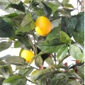 Copac artificial, lămâi verde - 180 cm