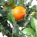 Copac artificial verde, portocal cu ghiveci, 150 cm