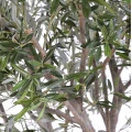 Copac maslin artificial, verde, gigant, 185 cm