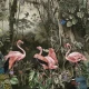 Fototapet fara imbinari Flamingo Home