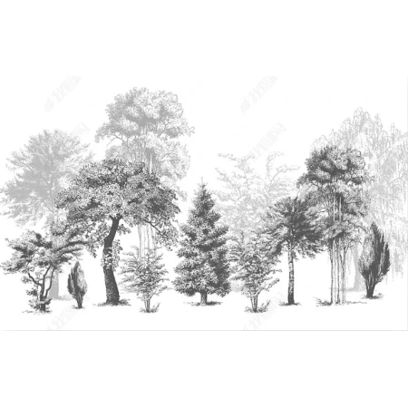 Fototapet fara imbinari Dream Forest Black and White