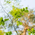 Fototapet Continuu Natură VIVIDĂ - Frunze Fără Imbinări