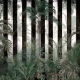 Fototapet fara imbinari Jungla Cu Dungi Fototapet fara imbinari Jungla Cu Dungi